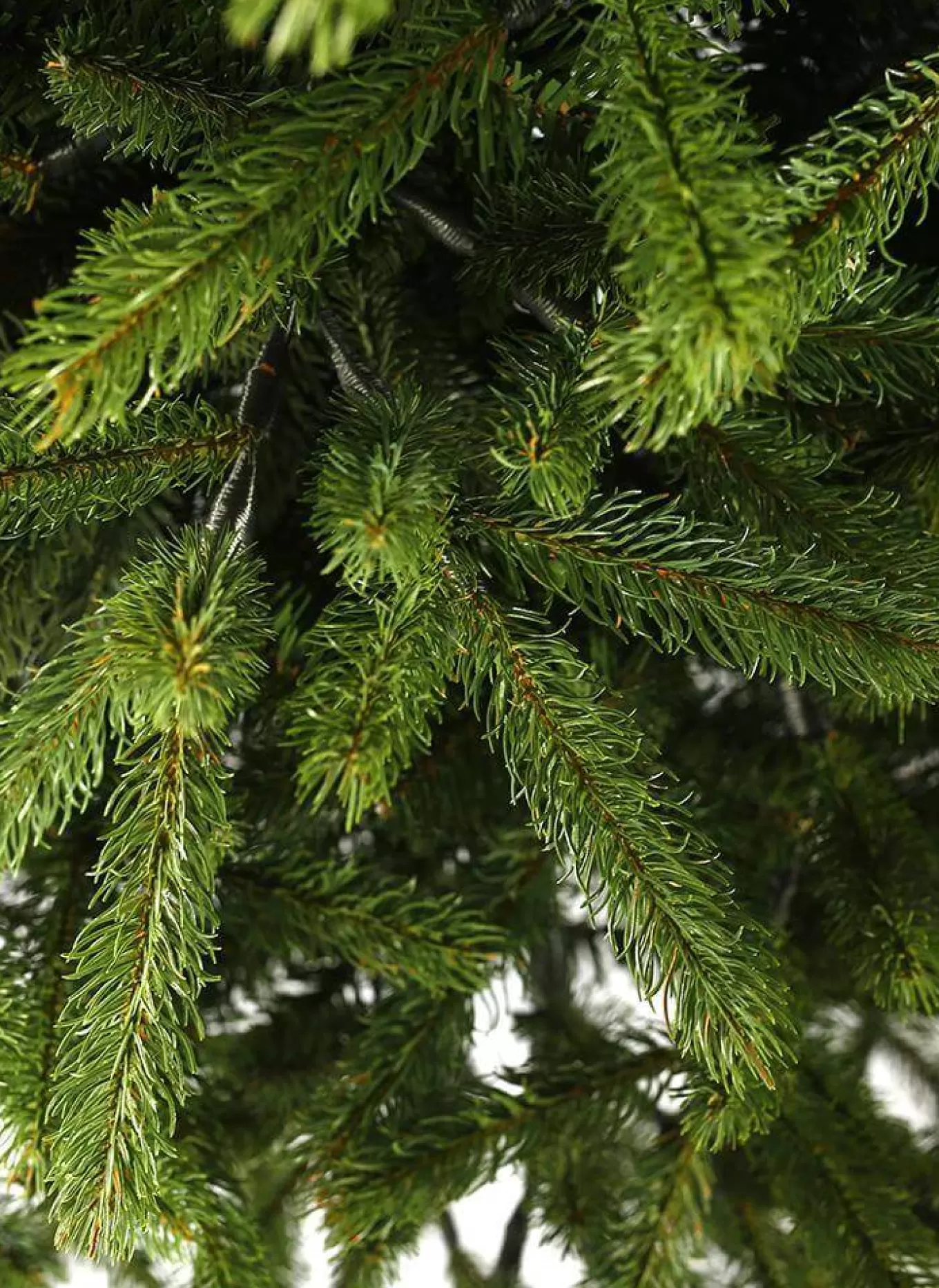 King Of Christmas 6.5' King Fraser Fir Artificial Christmas Tree With 750 Warm White LED Lights- Realistic | Pre-Lit