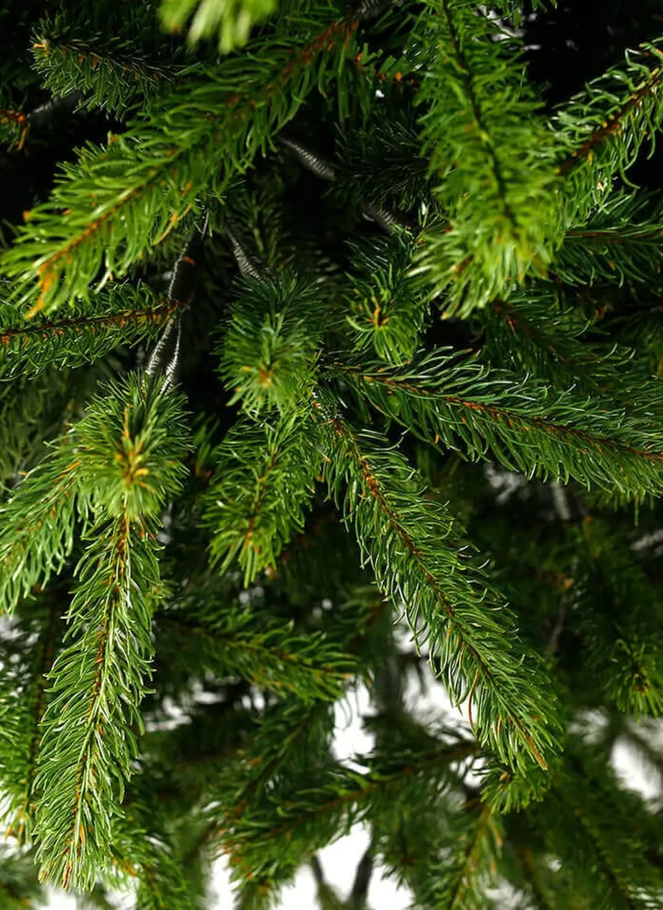 King Of Christmas 7.5' King Fraser Fir Artificial Christmas Tree With 1000 Warm White & Multi-Color LED Lights- Full | Pre-Lit